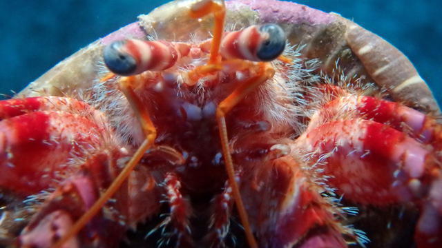Diving in Chaniá, Greece - By Philippos Marakis