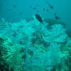 Picture taken during the dive