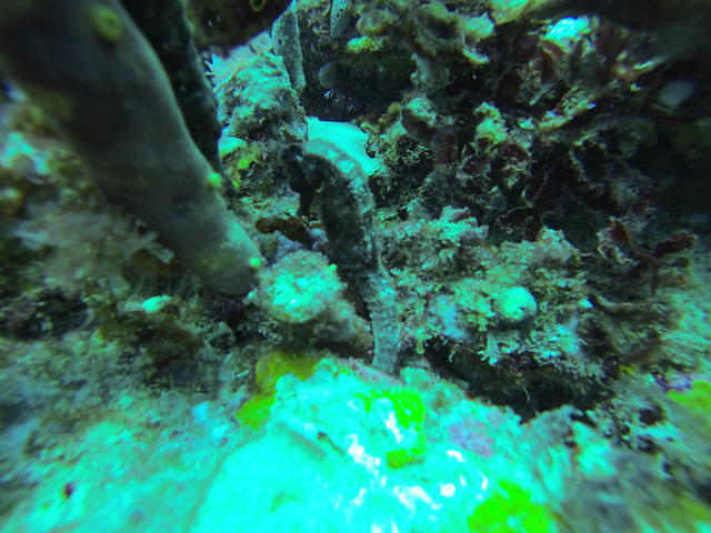 Aquanauts Grenada - Dive Center in Grenada
