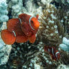 Picture taken during the dive