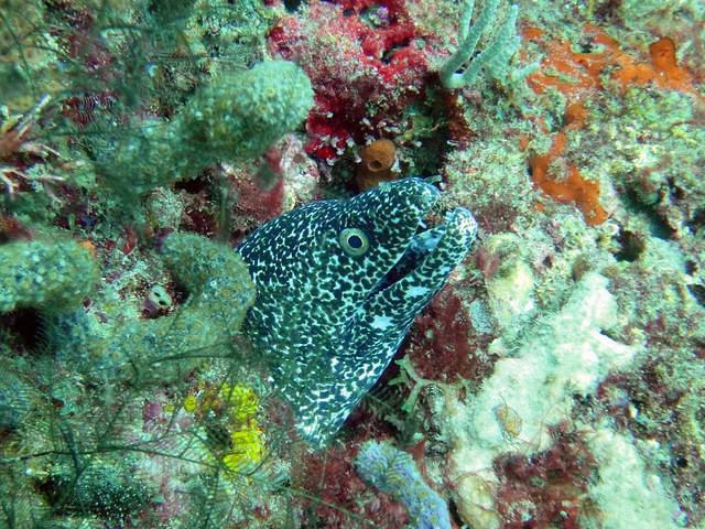 Jim Abernethy's Scuba Adventures - Dive Center in United States