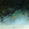 Picture taken during the dive