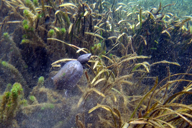 Seminole Scuba - Dive Center in United States