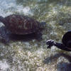 Picture taken during the dive