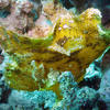 Picture taken during the dive