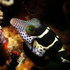 Picture taken during the dive