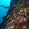 Picture taken during the dive