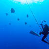 Picture taken during the dive