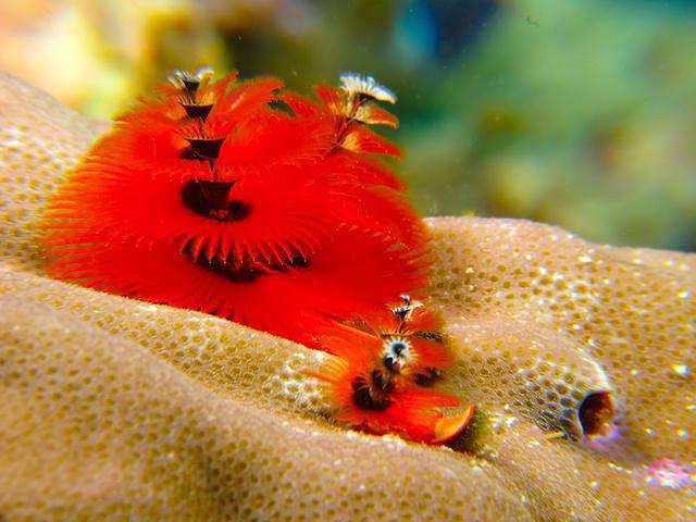 Sipadan Scuba - Dive Center in Malaysia