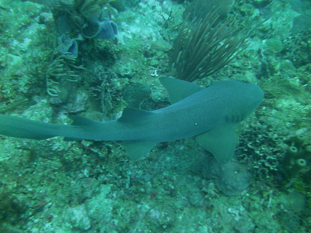 Hugh Parkey's Belize Adventures - Dive Center in Belize