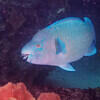 Picture taken during the dive
