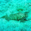 Picture taken during the dive