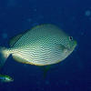 Picture taken during the dive