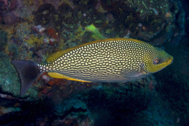 Planet Scuba (koh Samui) - Dive Center in Thailand