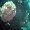 Picture taken during the dive