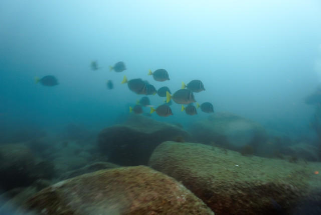 Diving in Mexico, San José del Cabo - By Francisco Con