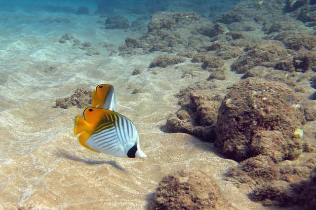 Maui Dreams Dive Co. - Dive Center in United States