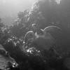 Picture taken during the dive