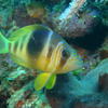 Picture taken during the dive