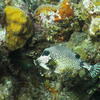 Picture taken during the dive