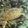 Picture taken during the dive