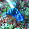 Picture taken during the dive
