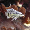 Picture taken during the dive