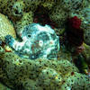 Picture taken during the dive