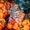 Picture taken during the dive