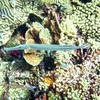 Picture taken during the dive