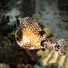 Picture taken during the dive