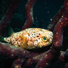Picture taken during the dive