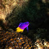 Picture taken during the dive