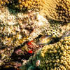 Picture taken during the dive