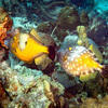 Picture taken during the dive