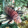 Picture taken during the dive