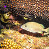 Picture taken during the dive