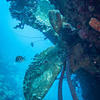 Picture taken during the dive