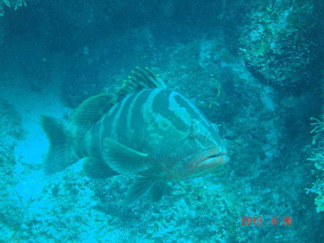 Barefoot Divers - Dive Center in Honduras