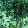Picture taken during the dive