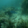 Picture taken during the dive