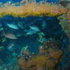 Picture taken during the dive