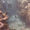 Picture taken during the dive