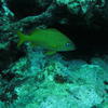 Picture taken during the dive