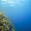 Picture taken during the dive