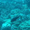 Picture taken during the dive