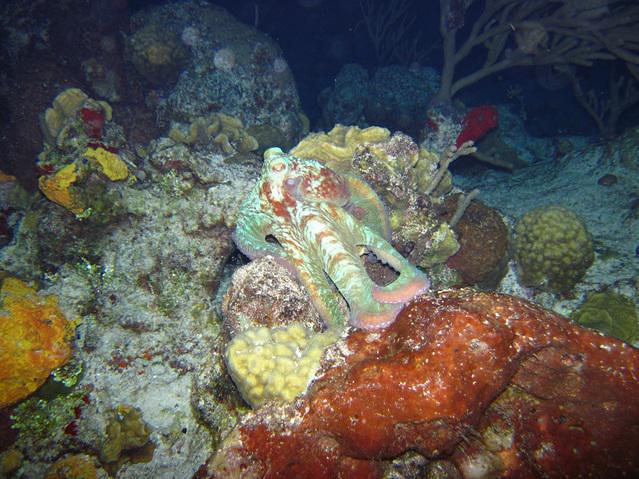 Cozumel Scuba Planet - Dive Center in Mexico