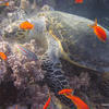 Picture taken during the dive