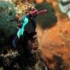 Picture taken during the dive