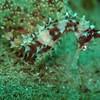Picture taken during the dive